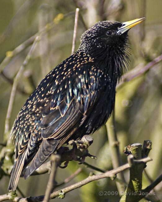 Starling male displays and sings - 1