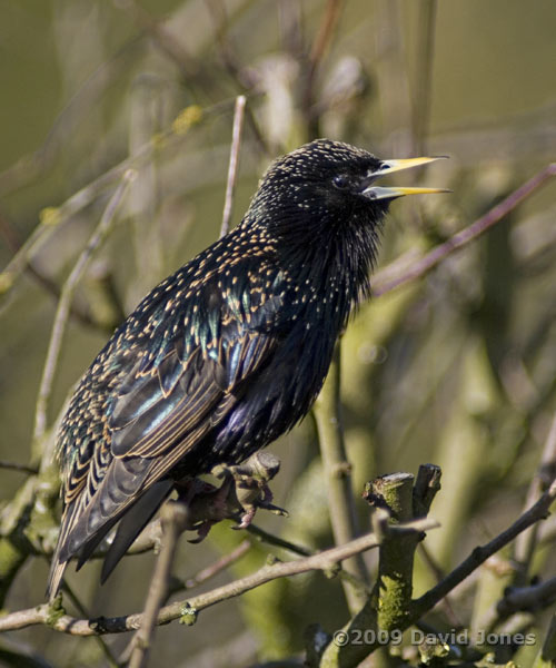 Starling male displays and sings - 2