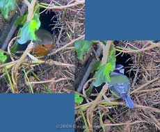 Robin and Blue Tit at the Robin box