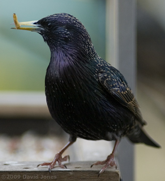 Starling male on bird table