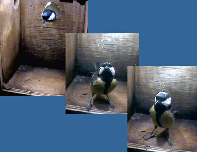 Great Tit female brings in the first bit for her nest