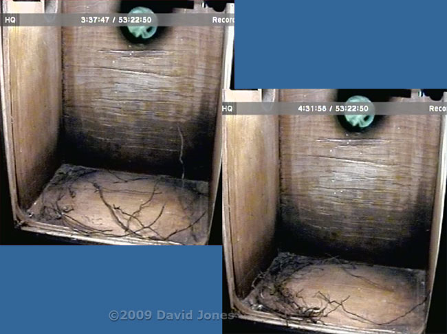 The first signs of nest building in the Great Tit box