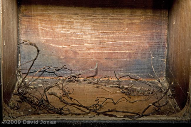 The Great Tit nestbox tonight