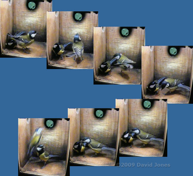 Unusual behaviour during Great Tit visit - 2