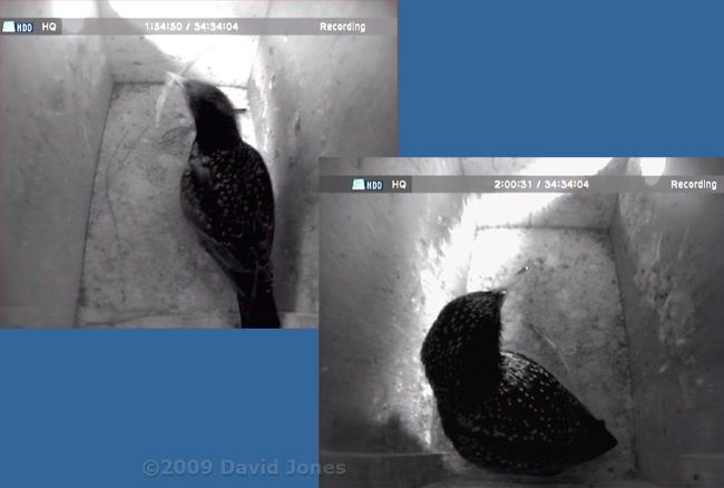 First bits of straw brought into Starling boxes