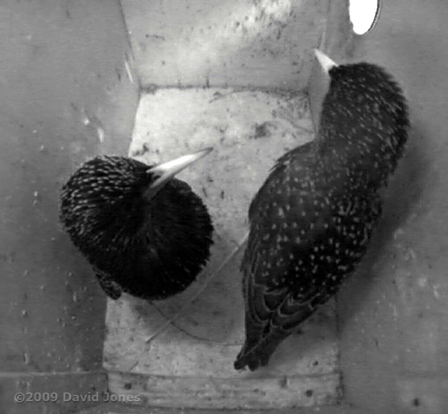 Starlings in stand-off this evening