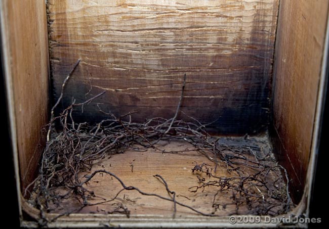 The Great Tit nestbox after another morning of nest building