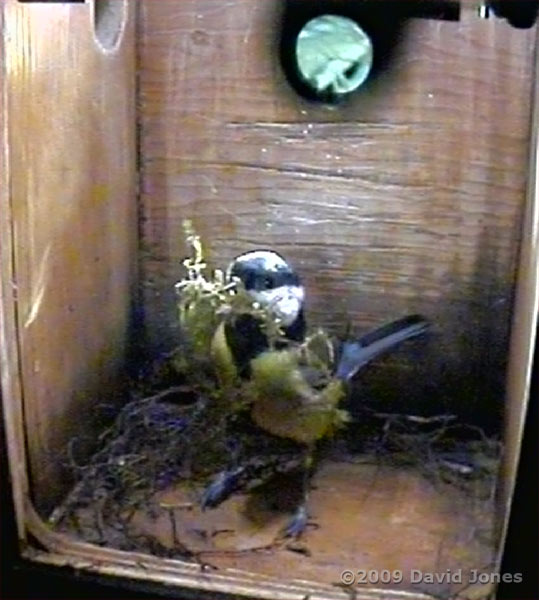 The Great Tit female brings in the first green moss