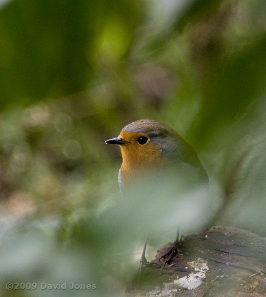 Female Robin hunts amongst ground cover