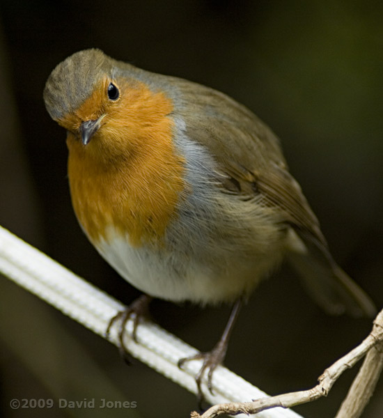 Female Robin spots the camera