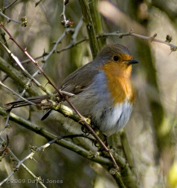 Female Robin after preening