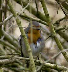 Female Robin pauses during preening