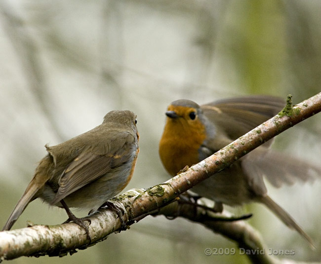 Female Robin is approached by her partner