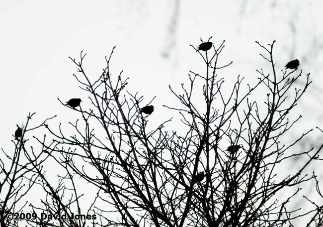 Some Starlings gathered before dusk