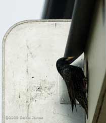 Female Starling at box (6pm)