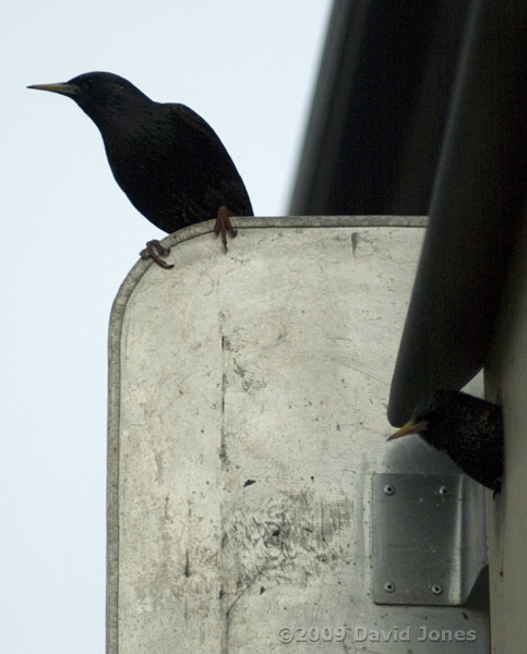 Starlings at box at dusk