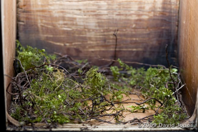The Great Tit nest box tonight