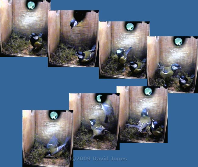 Great Tit change-over sequence - 1