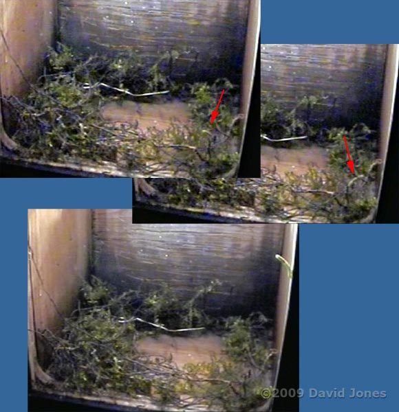 Caterpillar delivered with moss in Great Tit box