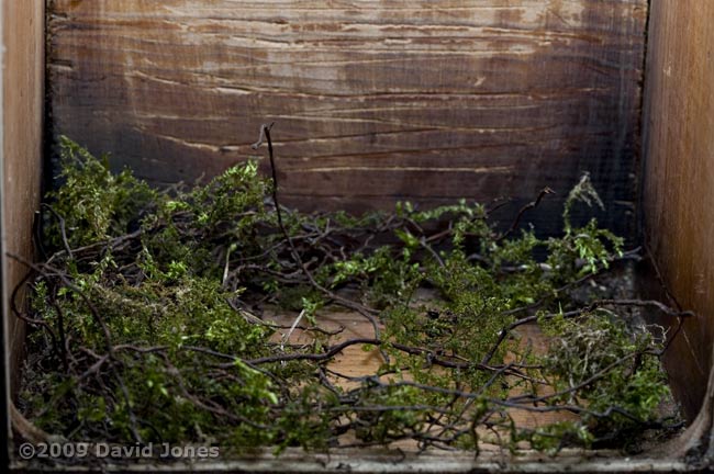 The Great Tit nest tonight