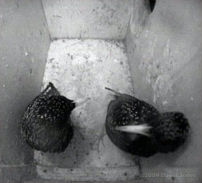 The Starlings in box R tonight