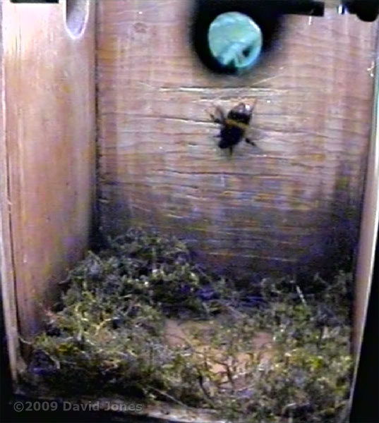 A bumblebee visits the Great Tit box this afternoon