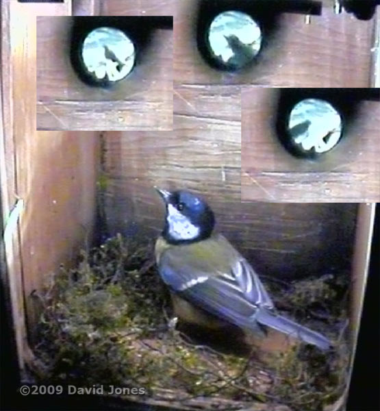Blackbird activity outside the Great Tit box this morning