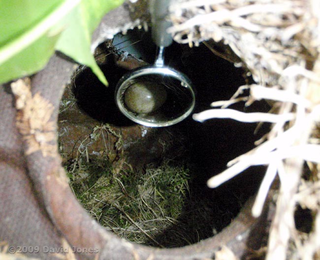 One of two eggs in the Robins' nest this morning