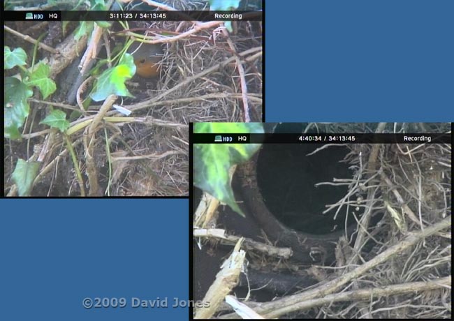 Telephoto lens added to cctv camera monitoring the Robin box - 1