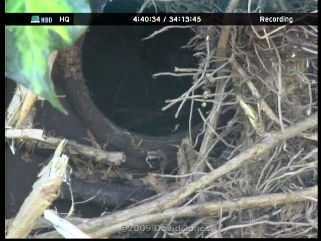 Telephoto lens added to cctv camera monitoring the Robin box - 2