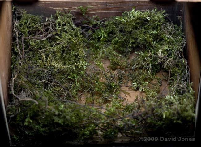 The Great Tit nest tonight - view via mirror