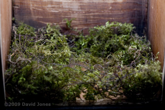 The Great Tit nest tonight - side view
