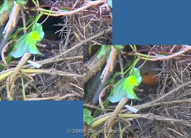 The female Robin at her nest this morning
