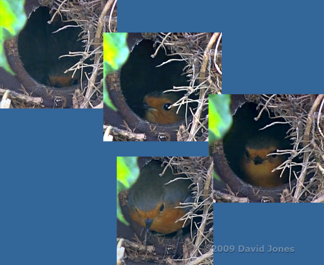 The Robin has started incubating her eggs