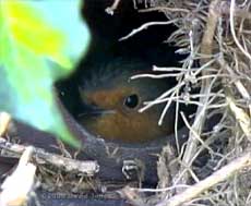 The female Robin in her nest this morning