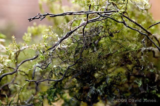 The Great Tit nest tonight - close-up 2