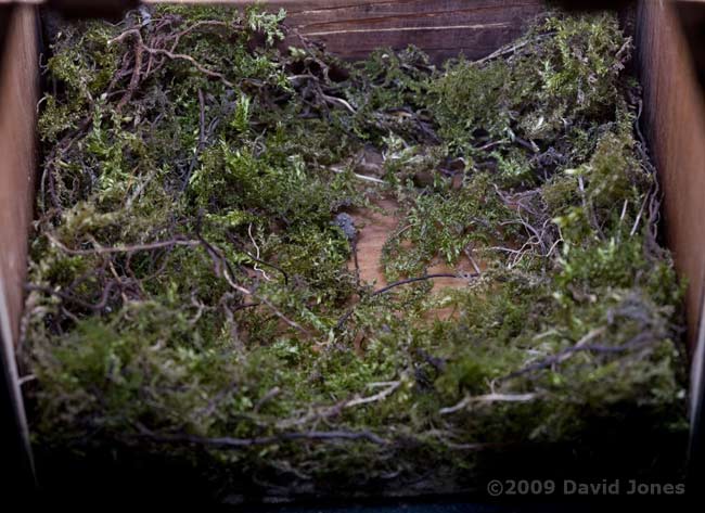 The Great Tit nest tonight