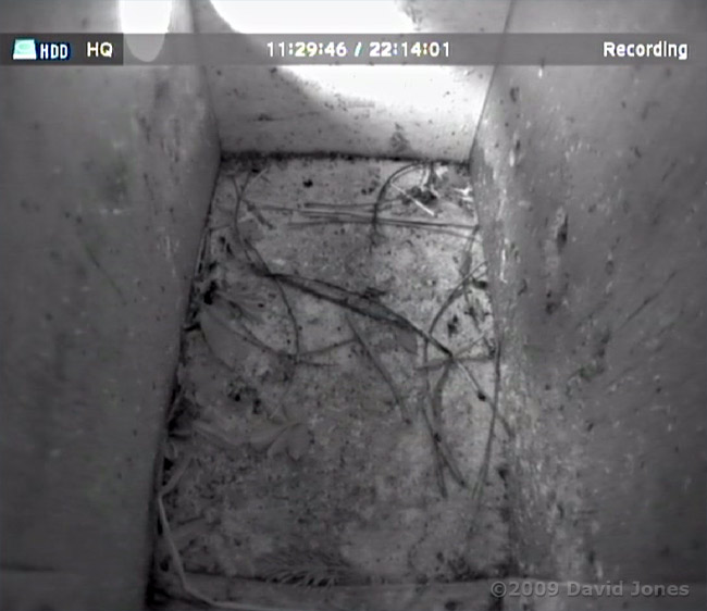 The Starling boxes this morning - box L