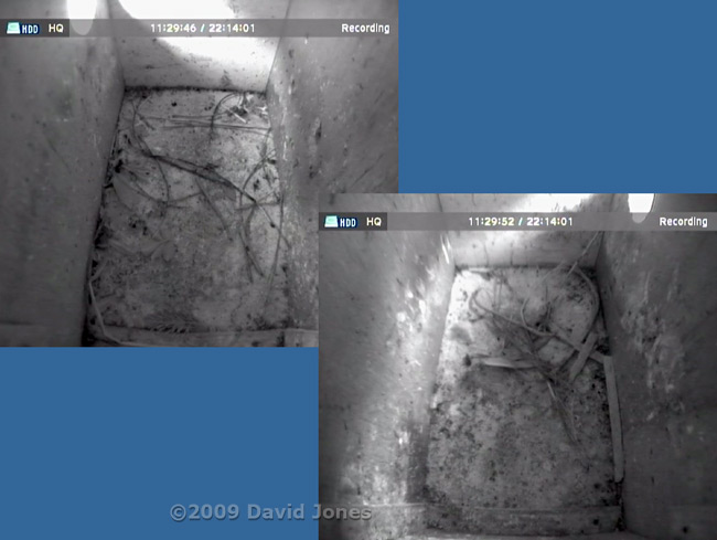 The Starling boxes this morning - straw added