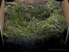 The Great Tit nest tonight