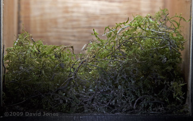 The Great Tit nest tonight - side view
