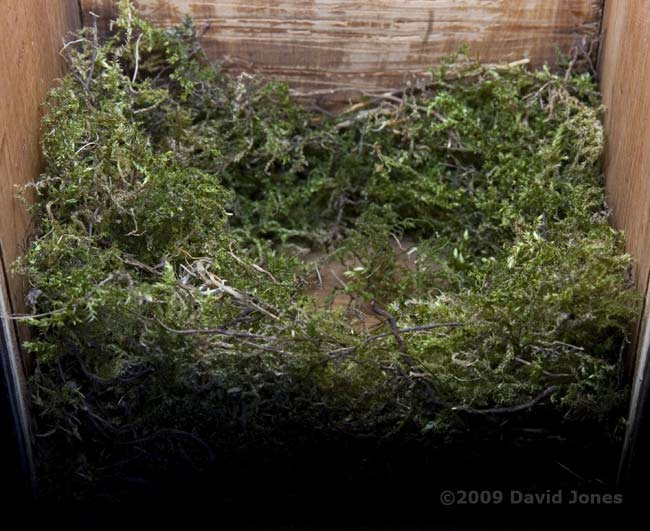 The Great Tit nest tonight