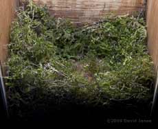 The Great Tit nest tonight