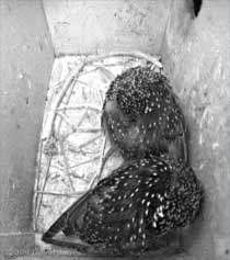 The Starlings roosting in box R tonight