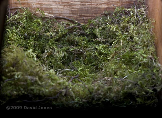 The Great Tit nest tonight