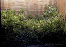 The Great Tit nest tonight