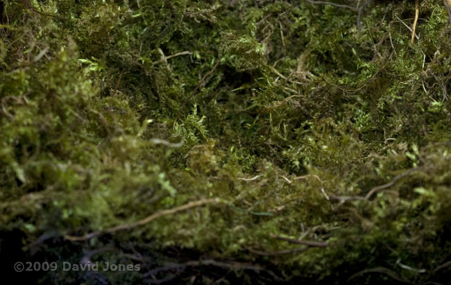 The Great Tit nest tonight - close-up 1