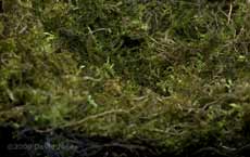 The Great Tit nest tonight - close-up 1