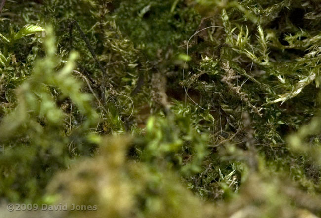 The Great Tit nest tonight - close-up 2