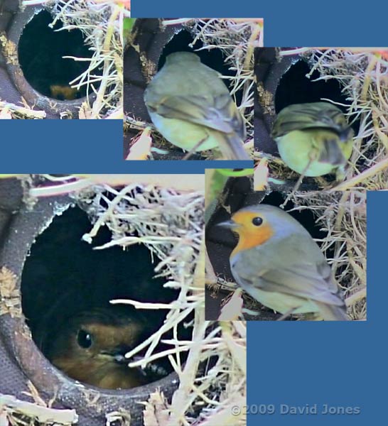 Robin male feeds partner with winter gnat